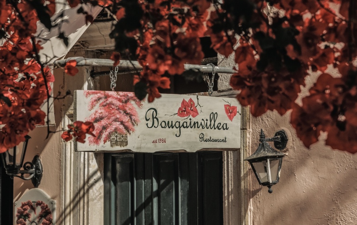 Bougainvillea taverna Corfu